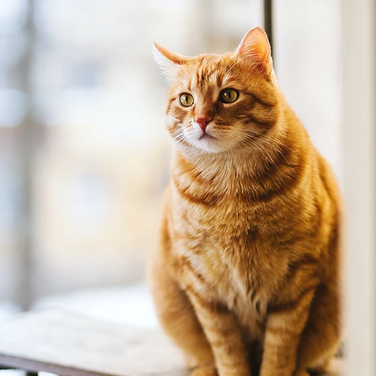 Photo 8 of 12: the Demo Company cat